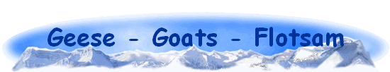 Geese - Goats - Flotsam